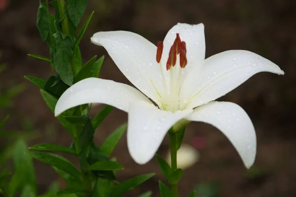 White Lily Flower Garden — Stock Photo, Image