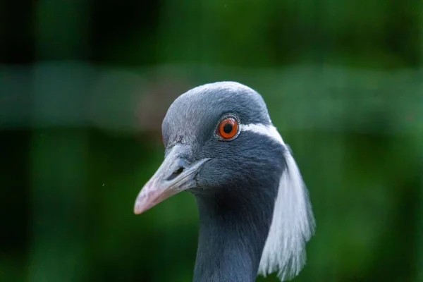 デモイゼルクレーンの鳥の顔の選択的フォーカスショット — ストック写真