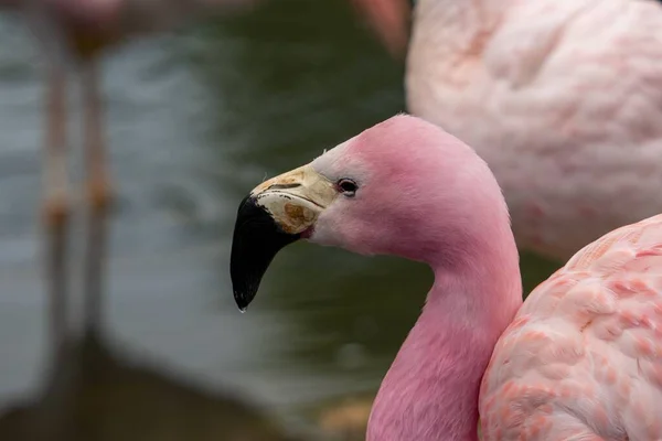 Gros Plan Une Tête Flamant Rose Chilienne Contre Lac Avec — Photo