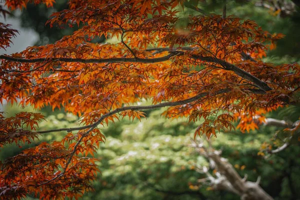 緑の木を背景に オレンジの葉を持つカエデの木の枝のクローズアップ — ストック写真