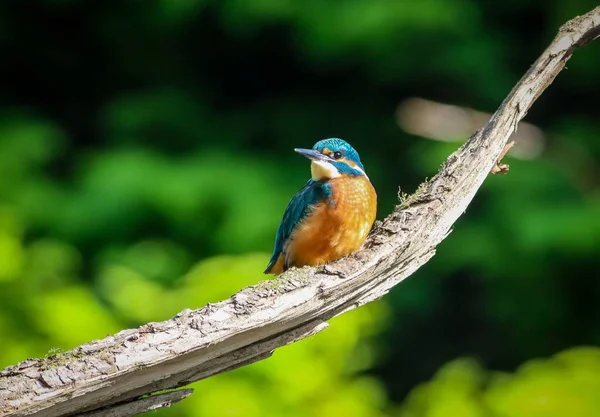 Primer Plano Martín Pescador Encaramado Una Rama Árbol Sobre Fondo — Foto de Stock