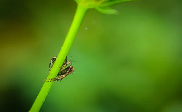 Una Pequeña Araña Una Rama Árbol Verde —  Fotos de Stock