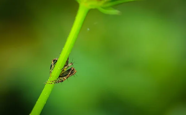 Piccolo Ragno Ramo Albero Verde — Foto Stock