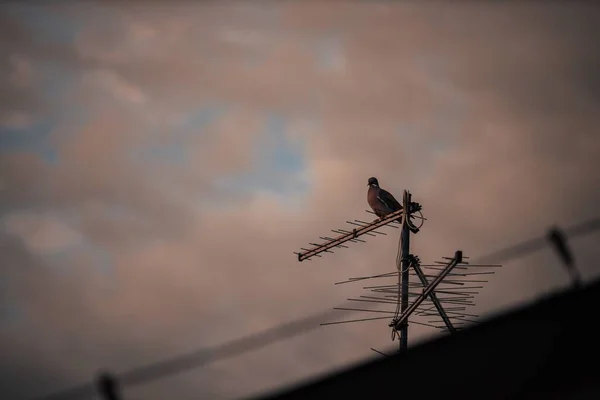 Egy Imádnivaló Közönséges Galamb Tetőn Antenna Ellen Elmosódott Felhős Háttér — Stock Fotó