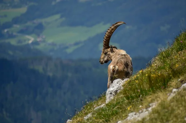 Самцы Альпийских Горных Козлов Capra Ibex Дикой Природе Вершине Kahlersberg — стоковое фото