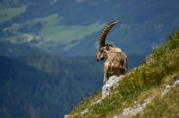 самцы альпийских горных козлов (Capra ibex) в дикой природе на вершине Kahlersberg в горах национального парка Берхтесгаден, Бавария, Германия