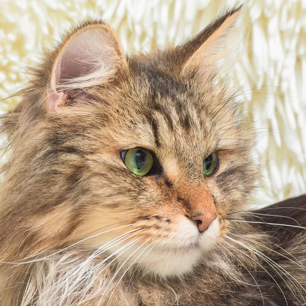 Norwegische Waldkatze Langhaarige Katze Mit Grünen Augen Großaufnahme — Stockfoto