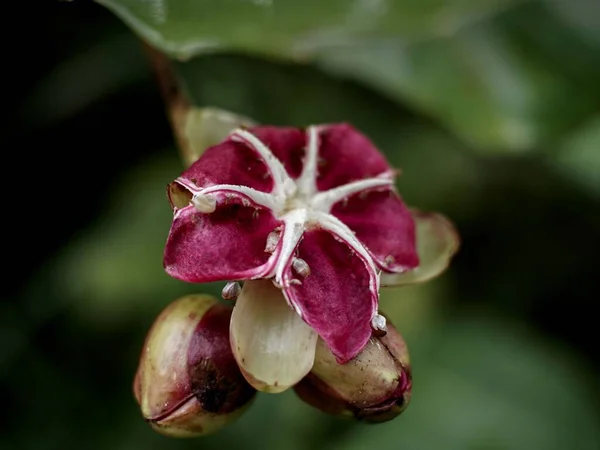Крупним Планом Фіолетова Квітка Ділленія — стокове фото