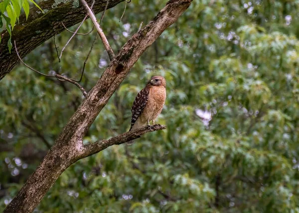 木の枝に落ちた鷹のクローズアップ — ストック写真