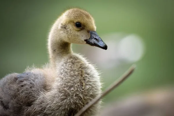 Closeup Cute Baby Canada Goose Outdoors Daytime — Stock Photo, Image