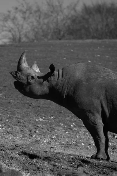 丹麦里帕克郡一只犀牛的垂直灰度射击 — 图库照片