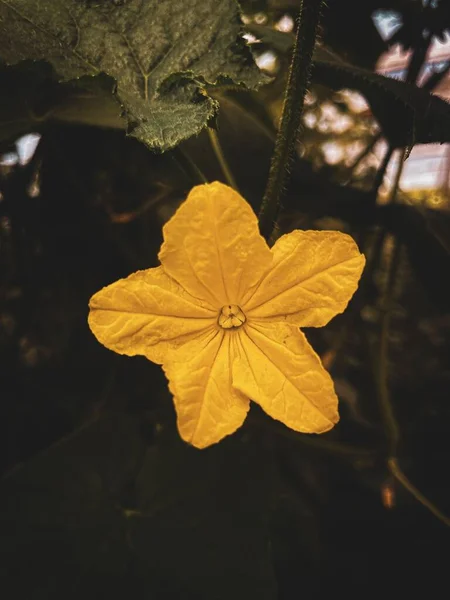 Вертикальний Знімок Жовтого Квітки Огірка Цвіте Саду — стокове фото