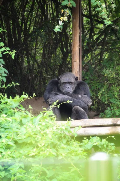 Vista Vertical Chimpancé Solitario Sentado Debajo Del Árbol Jaula Del — Foto de Stock