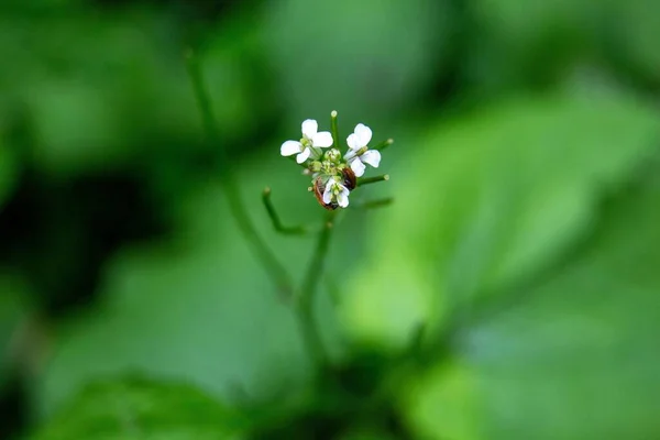 Una Macro Toma Una Flor Blanca Bastante Pequeña Jardín Con — Foto de Stock