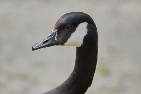 Lovitură Closeup Unui Cap Frumos Gâscă Din Canada Cioc Negru — Fotografie, imagine de stoc