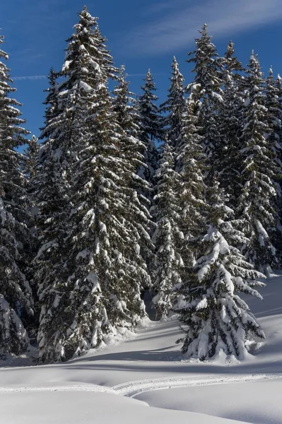 Tiro Vertical Pinheiros Nevados Nos Alpes Franceses — Fotografia de Stock