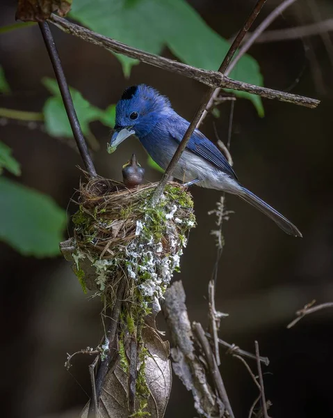 Ένα Κάθετο Πλάνο Ενός Αξιολάτρευτου Μπλε Μονάρχη Πουλιού Μια Φωλιά — Φωτογραφία Αρχείου