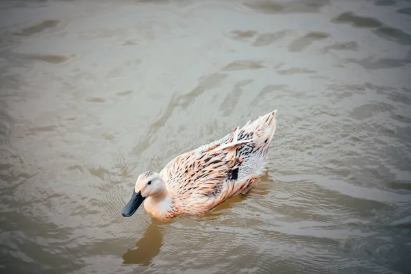 Brown Duck Floating Body Water Closeup — Stock Photo, Image