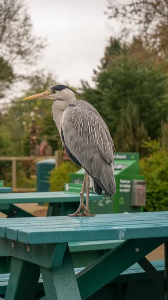 Pássaro Uma Mesa Dublin Zoológico Livre — Fotografia de Stock