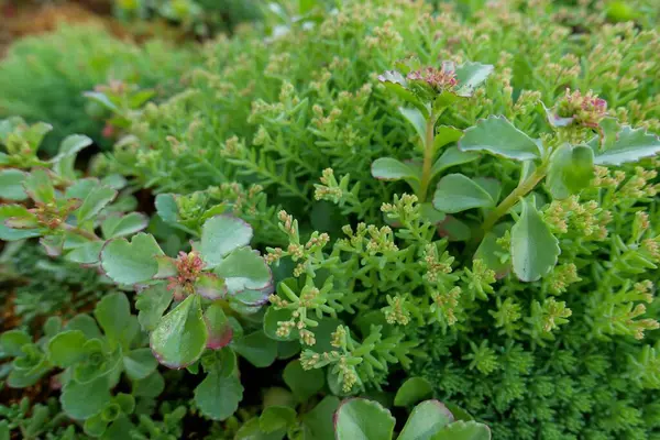 Eine Nahaufnahme Der Grünen Steinpilzpflanze Sedum — Stockfoto