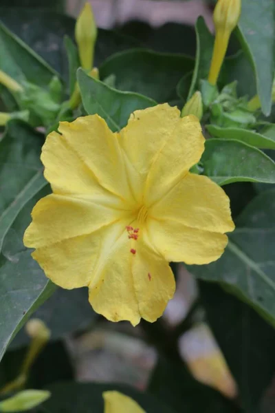 Piękny Naturalny Żółty Kwiat Ogrodzie — Zdjęcie stockowe