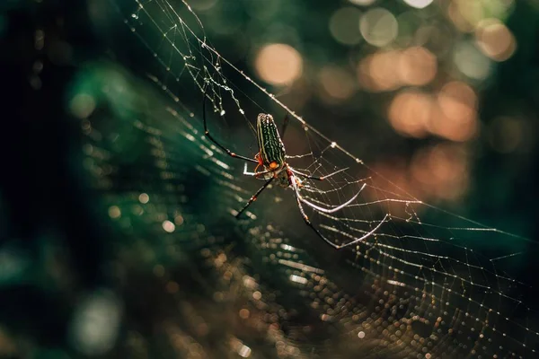 Eine Nahaufnahme Von Spinnen Die Ein Netz Weben Dschungel Von — Stockfoto