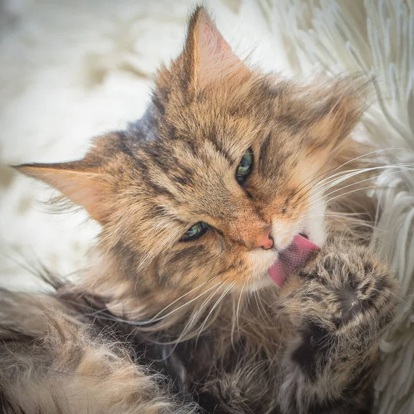 Norsk Skogkatt Långhårig Katt Med Gröna Ögon Närbild — Stockfoto