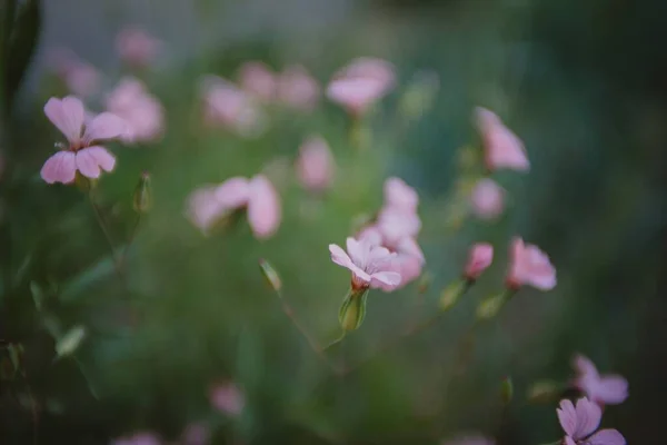 Крупним Планом Знімок Фіолетових Квітів — стокове фото