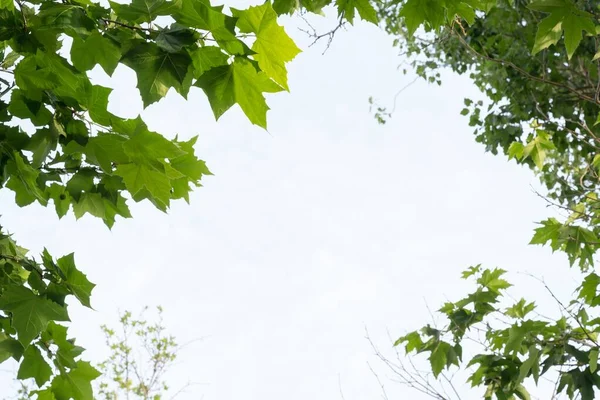 Plan Angle Bas Branches Arbres Avec Des Feuilles Vertes Contre — Photo