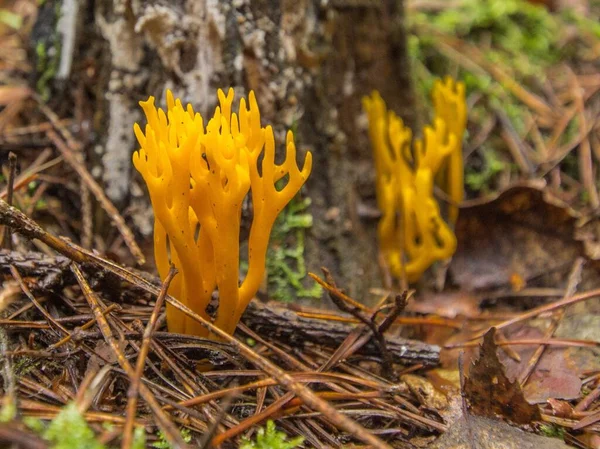 Closeup Shot Calocera Hornforms Tree Branches Forest — Stock Photo, Image
