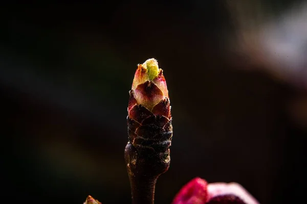 Eine Flache Fokusaufnahme Von Blütenkäfern Auf Dunklem Hintergrund — Stockfoto