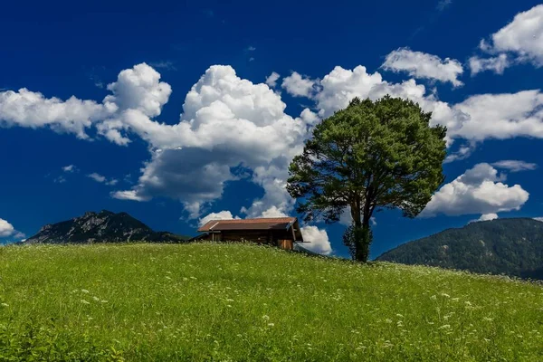 Scénický Pohled Zelenou Krajinu Strom Blízkosti Dřevěného Domu — Stock fotografie