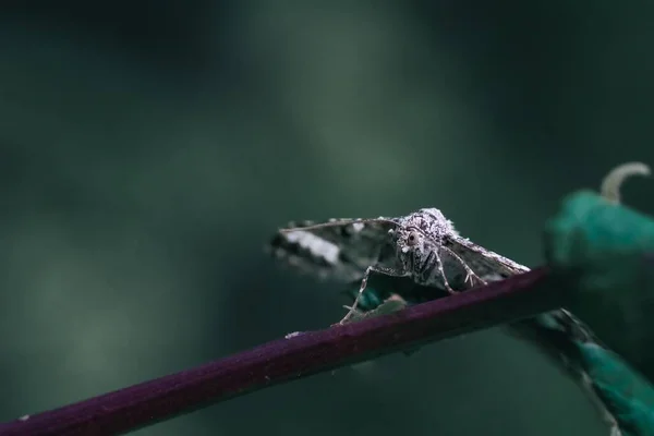 Μια Μακρο Φωτογραφία Μιας Πεταλούδας Σκαρφαλώνει Ένα Κοτσάνι Στον Κήπο — Φωτογραφία Αρχείου