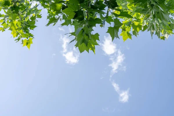 Branches Érable Aux Feuilles Vertes Fraîches Sous Ciel Bleu Dans — Photo