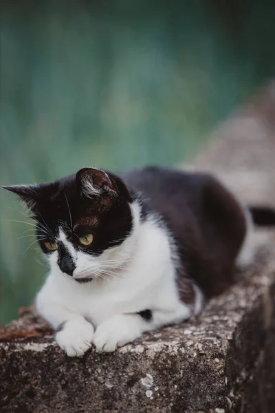 Closeup Shot Black White Cat Sitting Stone — Stock Photo, Image