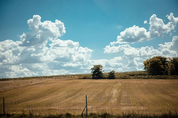 Μια Όμορφη Θέα Ενός Κίτρινου Αγρού Λίγα Δέντρα Στο Μακρινό — Φωτογραφία Αρχείου