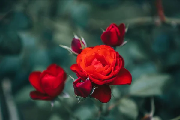 Närbild Röda Rosor Blommar Trädgård — Stockfoto