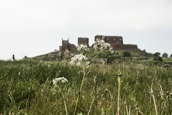 Eine Flache Aufnahme Von Blumen Vor Dem Hintergrund Der Burgruine — Stockfoto