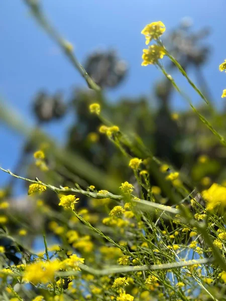 Sárga Virág Növény Kertben Bokeh Háttér — Stock Fotó