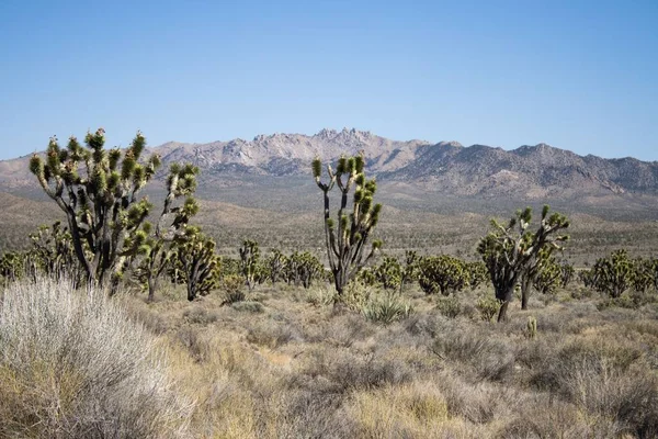 Einem Sonnigen Tag Wachsen Der Wüste Südkaliforniens Josua Bäume — Stockfoto