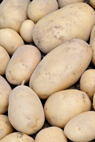 Close Vertical Batatas Recém Colhidas — Fotografia de Stock