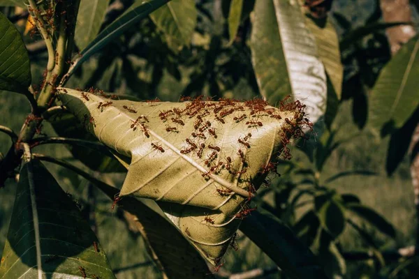 Sri Lanka Ormanında Kurumuş Yaprak Örten Karınca Kolonisinin Yakın Çekimi — Stok fotoğraf