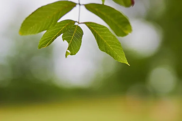 背景がぼやけた木からぶら下がった繊細な緑の葉のクローズアップ コピースペース — ストック写真
