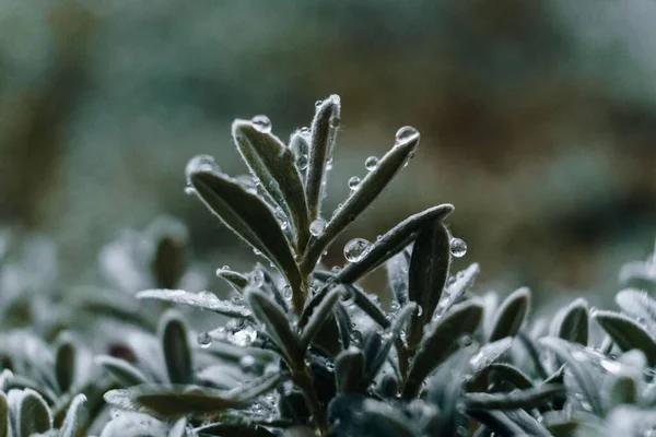 Sabah Çiğ Taneleriyle Kaplı Yeşil Bir Bitkinin Yakın Çekimi — Stok fotoğraf