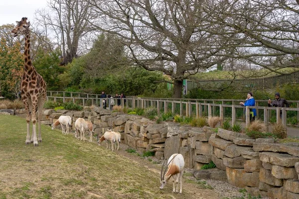 Giraffa Rinoceronte Capra Struzzo Allo Zoo Dublino Che Nutre Giocando — Foto Stock