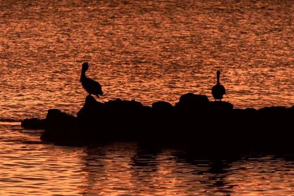 Couple Silhouettes Pelicans Sunset Pacific Ocean Galapagos Islands — Stock Photo, Image