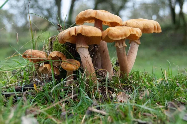 Honey Agaric Mushrooms Growing Amsterdamse Waterleidingduinen Nature Preserve Netherlands — Stock Photo, Image