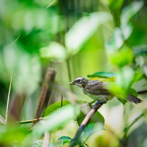 Nahaufnahme Eines Streifenohrs Pycnonotus Conradi Einem Garten Cavite Philippinen — Stockfoto