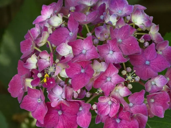 Uma Flor Hortênsia Roxa Jardim — Fotografia de Stock