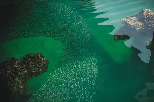 Tiro Bonito Peixe Pequeno Que Ladra Água Limpa — Fotografia de Stock